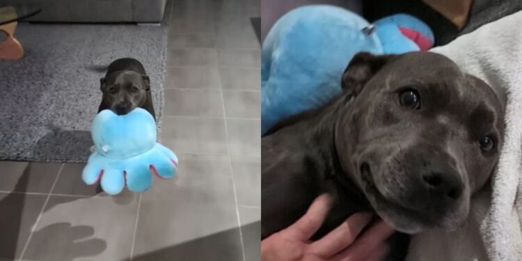 Human Really Upsets Dog by Coming Home Late, Not Realizing How Much She Missed Him