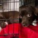 Mama Rescue Dog Trembles Inside a Crate, Snuggles Her Babies Close Until They’re Safe