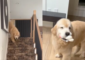 Golden Retriever Always Waits for Human To Return Home, Then Brings His Toys To Greet Her