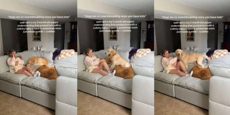 Golden Retrievers Comfort Postpartum Mom With Baby Using Skills They Know Best