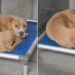 Human Visits Shelter Dog, Only To Find Her Shaking in Kennel She’ll Never Feel Enough In