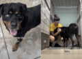 Blind Senior Dog Finds Shelter Overwhelming but Loves the Outside World