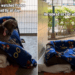 Shelter Dog Has People ‘Gasping at His Face’ & a Glow-up Doesn’t Help