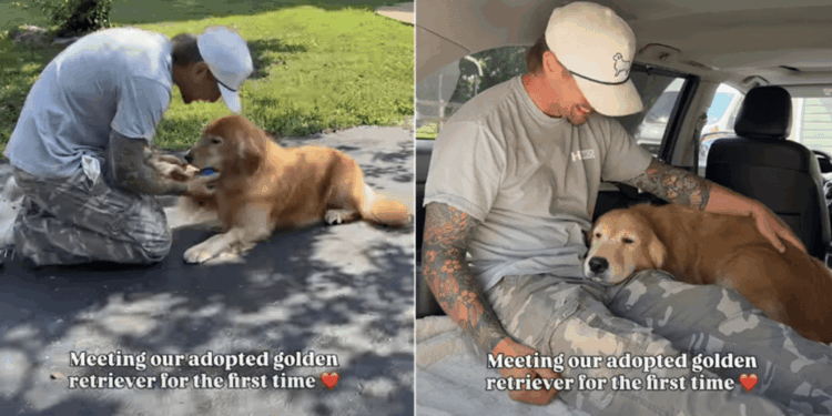 Human Meets Rehomed Golden Retriever After Adoption & It’s Like They’ve Always Been Family