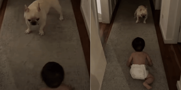 Dog Can’t Believe His Own Eyes Over Baby’s Crawling Milestone