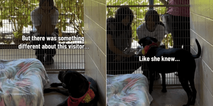 Shelter Dog Thought Human Was Just Passing By, Unaware That Her Life Was About To Change