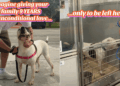 Senior Shelter Dog Gave Family Unconditional Love Only To Be Left Alone in a Kennel