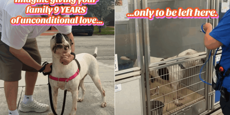 Senior Shelter Dog Gave Family Unconditional Love Only To Be Left Alone in a Kennel