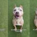 Shelter Dog With Cropped Ears Who Waited for a Family To Love Her Finally Gets Adopted