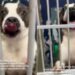 Human Learns Shelter Dog They Once Met Was Returned Twice but Still Refuses To Give up on Love