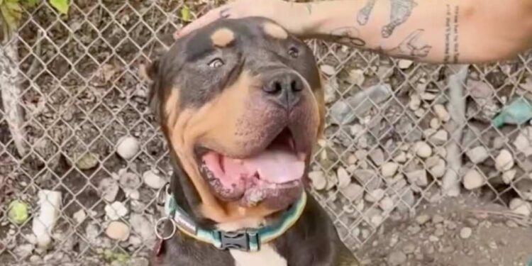 Rescue Dog Found as a Stray Wins Over Internet With His Big Head