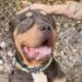 Rescue Dog Found as a Stray Wins Over Internet With His Big Head