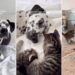 Big Dog Mothers ‘Babies’ Who Aren’t Even Her Own & Gives Human Hope for Something Beautiful