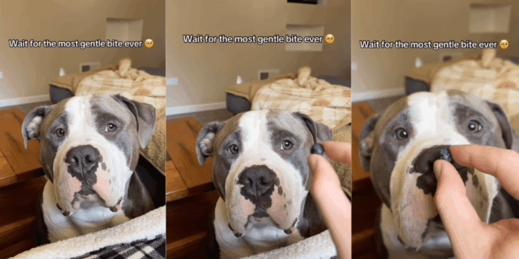 Human Realizes She Never Has To Worry About Dog Because He Knows Exactly How Gentle To Be