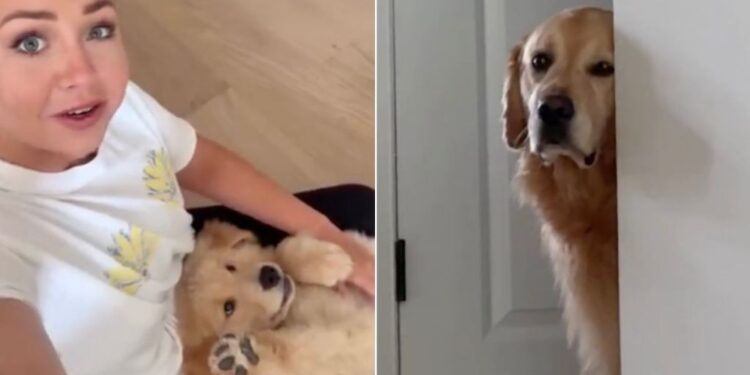 Golden Retriever Sulks Behind a Wall, Upset at Human Petting the Little Puppy Instead of Him