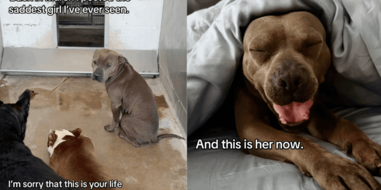 Shelter Dog Stayed in a Kennel for Days, Waiting for Help Until the Unthinkable Happened