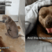 Shelter Dog Stayed in a Kennel for Days, Waiting for Help Until the Unthinkable Happened