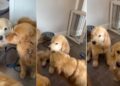 Golden Retriever Comes Home After Surgery, Unaware of the Sweetest Greeting Awaiting Him