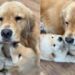 Papa Golden Retriever’s ‘Obsessed’ Babies Cling to Him Every Chance They Get for Snugglessh