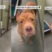 Surrendered Shelter Dog’s Longing Eyes Look for Her Forever Home