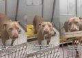 Shelter Dog on ‘Borrowed Time’ Can’t Hide Her Joy When Someone Stops To Greet Her