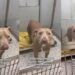 Shelter Dog on ‘Borrowed Time’ Can’t Hide Her Joy When Someone Stops To Greet Her