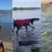 Dog Proves Sometimes All We Need to Face Our Fears Is a Little Time