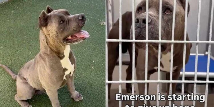 Shelter Dog Is Giving Up on Finding a Home & Only a Miracle Can Save Him