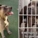 Shelter Dog Is Giving Up on Finding a Home & Only a Miracle Can Save Him