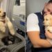 Golden Retriever Puppy Turns Into a Total Social Butterfly Mid-Flight