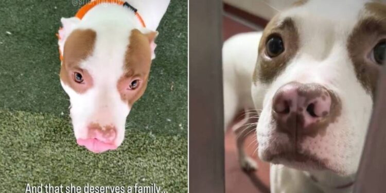 New Shelter Dog Found Shaking in Her Kennel Gets the Best News She Could Hope For