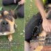 Shelter Dog ‘Mistaken as Scary’ Doesn’t Know Why Humans Leave When She Wants Them To Stay
