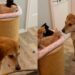 Dog Longingly Looks for His ‘Babies’ Everywhere, Then Completely Freezes When He Finds Them
