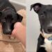 Human Meets ‘Nervous’ Rescue Puppy Nobody Came For, Shows Exact Moment He Knew He Was Safe