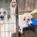 Shelter Dog Escaped From a ‘Neglect Situation’ Only To See More Struggles