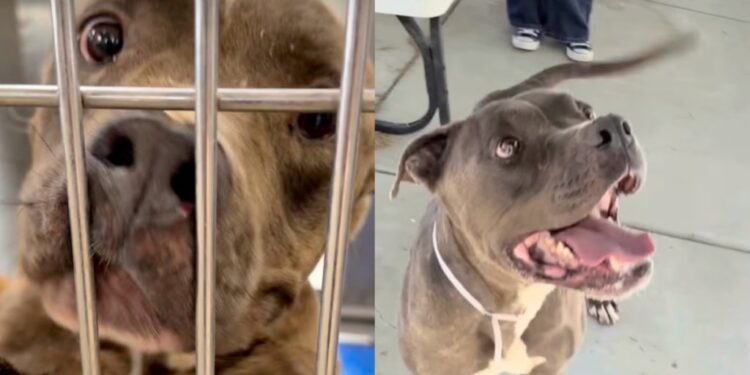 Shelter Dog Surrendered at 6 Years Old Refuses To Lose Faith in People