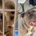 Shelter Dog Surrendered at 6 Years Old Refuses To Lose Faith in People