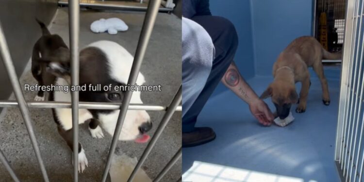 Shelter Dogs Get a Heartwarming Surprise That They Weren’t Prepared For