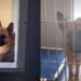 Shelter Dog Was Once the ‘Perfect Cuddler,’ but Fights for His Life Alone Now