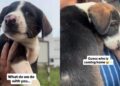 Tiny Stray Puppy Wanders up to Human on the Street, Unaware She’s About to Finally Go Home