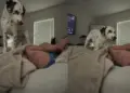 Dalmatian Accidentally Learns To Play Peekaboo & Decides Mom Will Be Playing All Day