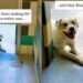 Shelter Dog Doesn’t Think Anyone Will Notice Him Until One Human Makes the Unthinkable Happen