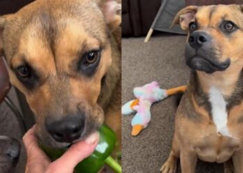 Dog Keeps ‘Stealing’ Vegetables From the Garden, but She Always Gives Them Back