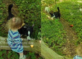 Internet Can’t Get Enough of Dog’s Reaction When Her Tiny Human Drops the Leash