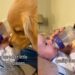 Golden Retriever Makes Sure Tiny Human’s Milk Bottle Passes the Quality Check