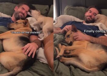 Restless Rescue Pup Finally Feels Safe Beside Dad & His Furry Brother