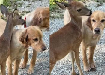 Golden Retriever Has an Unlikely Best Friend in a Deer & She’s Apparently Not Big on Sharing