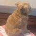 Dog Pretends He Is Not Interested in Cheese — His Quiet Kitchen Wait Says Something Else