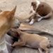 Mama Dog Rests With Her Two Puppies — One Brings the Chaos While the Other Keeps It Calm