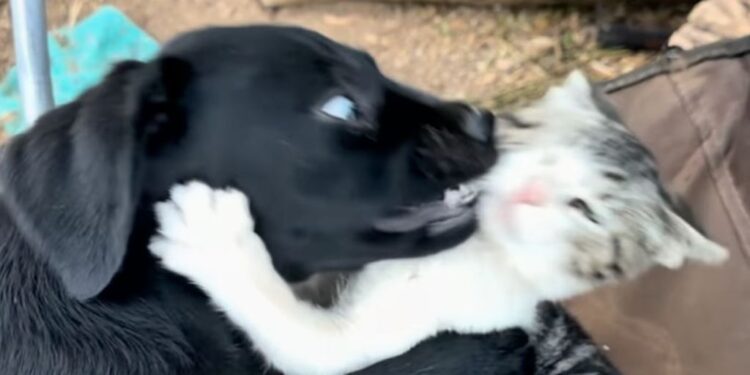Dog Leans Into a Kitten’s Camping Chair — Sharing a Seat Is Turning Into a Contact Sport